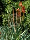 Aloe Super Red