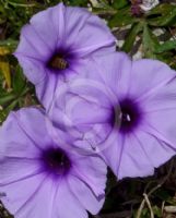 Ipomoea cairica