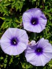 Ipomoea cairica