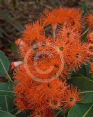 Corymbia Dwarf Orange