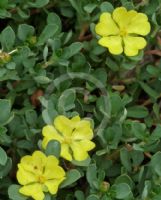 Hibbertia obtusifolia Sunny Daze