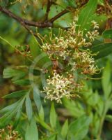 Stenocarpus davallioides