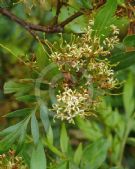 Stenocarpus davallioides