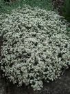 Helichrysum Silver Dome