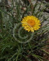 Leucochrysum graminifolium