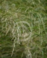 Austrostipa verticillata