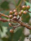 Eucalyptus pachycalyx banyabba