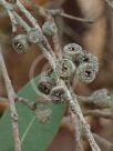 Eucalyptus pachycalyx banyabba