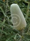 Banksia hookeriana prionotes