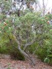 Banksia hookeriana prionotes