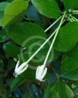 Posoqueria longiflora