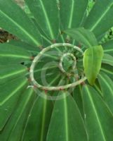 Costus vargasii