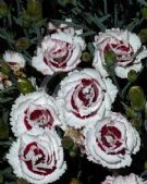 Dianthus Coconut Sundae