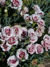 Dianthus Coconut Sundae