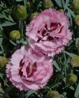 Dianthus Raspberry Sundae