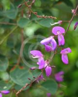 Desmodium callianthum