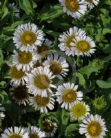 Erigeron glaucus Albus