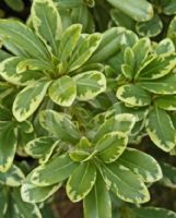 Pittosporum tobira Cream de Mint