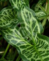 Arum italicum Marmoratum