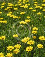 Gazania rigens rigens