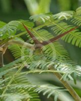 Vachellia sphaerocephala