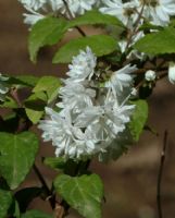 Deutzia scabra Candidissima