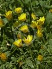 Calendula incana maritima