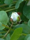 Capparis orientalis