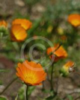 Calendula suffruticosa fulgida