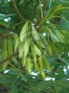 Fraxinus angustifolia oxycarpa