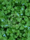 Commelina communis