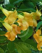 Brugmansia pittieri