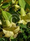 Brugmansia pittieri