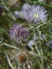 Galactites tomentosa