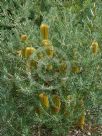 Banksia spinulosa neoanglica