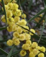 Acacia gladiiformis