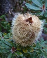 Banksia epica