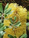 Banksia epica