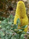 Banksia epica