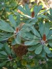 Banksia epica