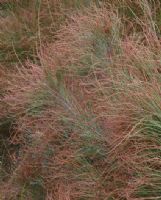 Allocasuarina portuensis