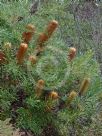 Banksia spinulosa Honey Pots