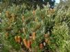 Banksia spinulosa Honey Pots