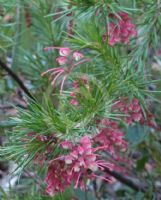 Grevillea rosmarinifolia Rosy Posy