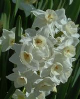 Narcissus Division 8 Grand Primo