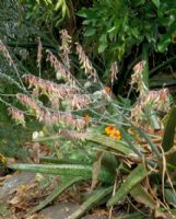 Gasteria excelsa