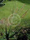 Gasteria excelsa