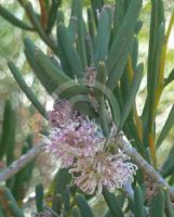 Hakea clavata