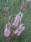 Hakea invaginata