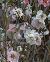 Chaenomeles speciosa Moerloosei